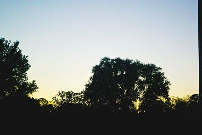 Low angle view of trees against clear sky