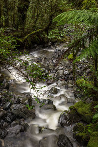 River flowing amidst trees in forest