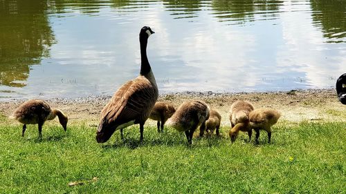 Flock of birds on field