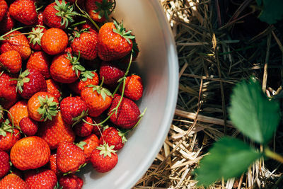 Directly above shot of fresh strawberries in container on field