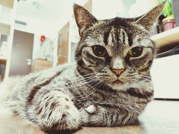 Close-up portrait of tabby cat at home