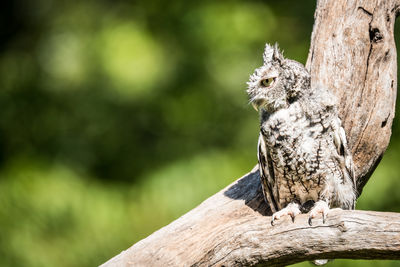 Close-up of bird perching on wooden post