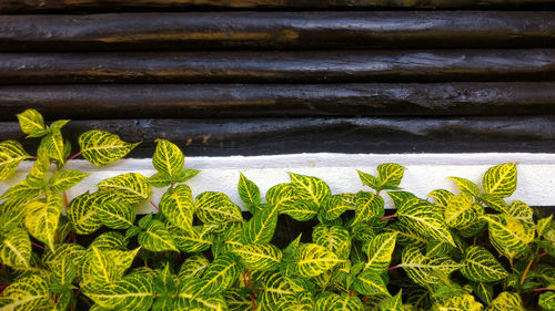 Close-up of plants