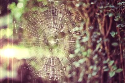 Close-up of tree trunk
