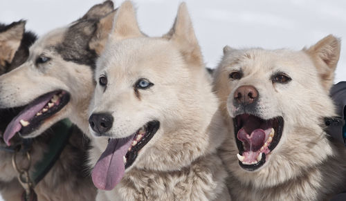 Close-up of dogs against sky