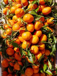 Close-up of orange fruit tree