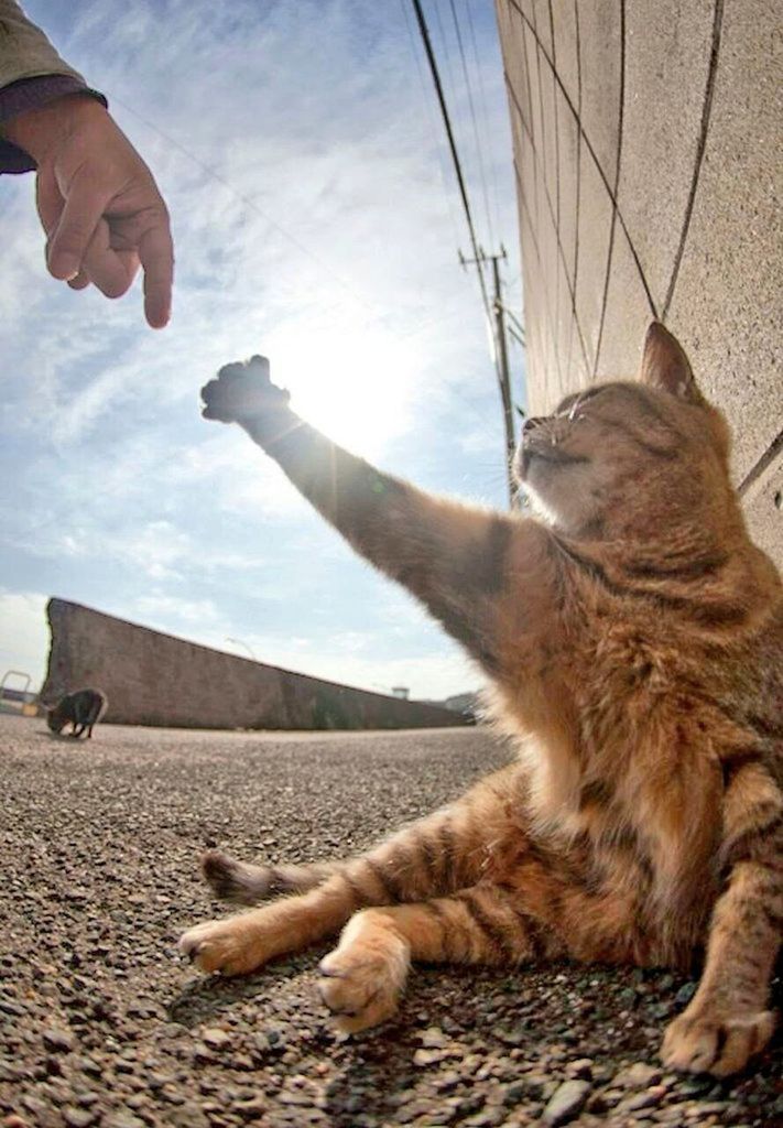 CLOSE-UP OF HAND FEEDING CAT