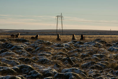 Horses on grassy field against sky during sunset