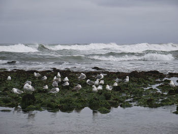 Flock of birds on beach