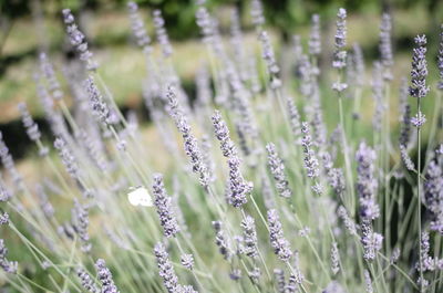 Close-up of lavender on field