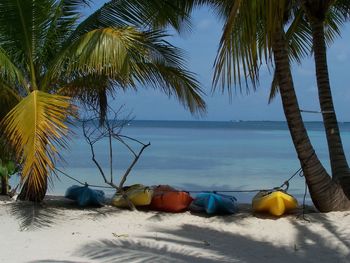 Palm trees on beach against sky