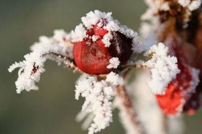 Close-up of frozen plant