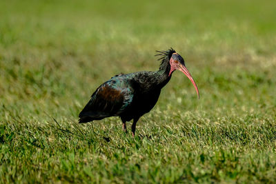 Bald ibis geronticus eremita, exotic bird in the nature habitat.