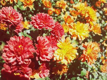 Close-up of red flowering plants