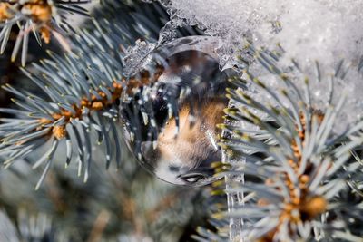 Close-up of frozen bubble on plant