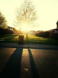 Sun shining through trees