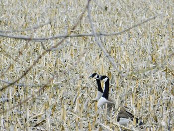 Bird perching on ground