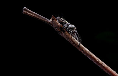 Close-up of insect on black background