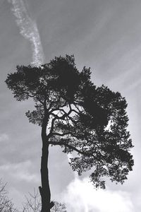 Low angle view of tree against sky