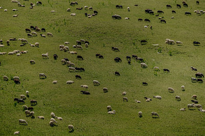 High angle view of sheep on field