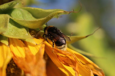Close-up of bumblebee pollinating on flower