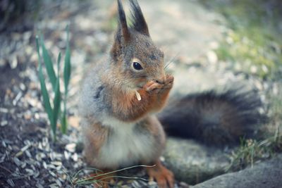 Close-up of squirrel on rock