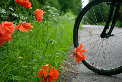 Red poppy flowers, green grass and bicycle wheel. concept of healthy lifestyle