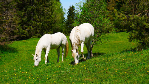 White horse grazing in a field
