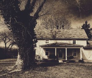 Bare trees with buildings in background