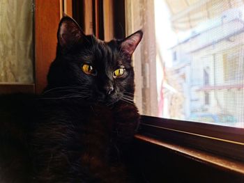 Portrait of cat sitting on window at home