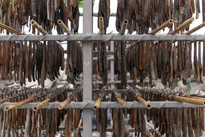 View of drying fishes which are herrings and saury