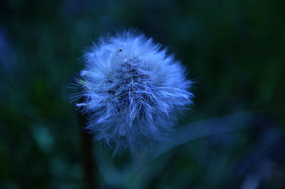 Close-up of dandelion flower