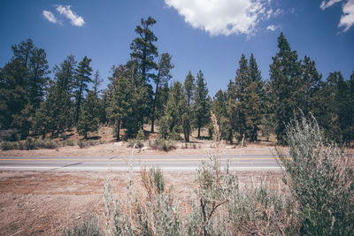 Scenic view of forest against sky