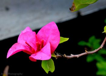 Close-up of pink flower blooming outdoors