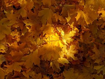 Full frame shot of yellow maple leaves