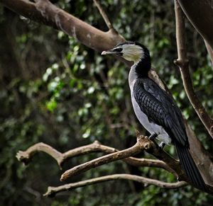 Bird perching on a tree