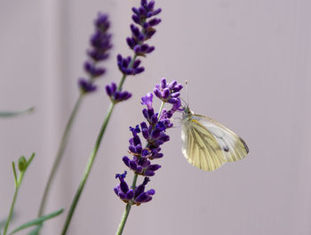 Close-up of insect on purple flower