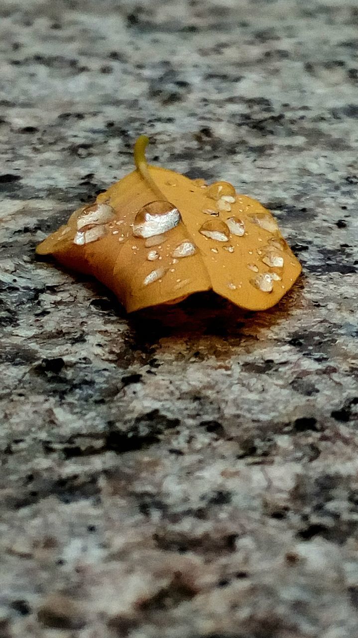 CLOSE-UP OF YELLOW LEAF ON SAND