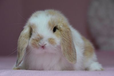 Close-up of a rabbit