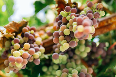 Close-up of grapes growing on plant