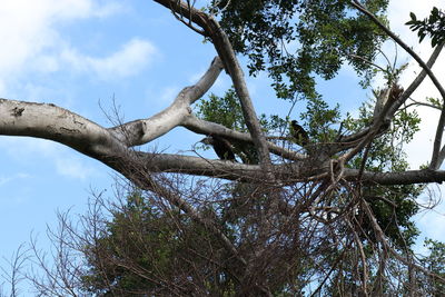 Low angle view of bare tree against sky