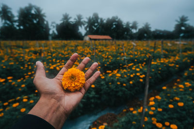 Cropped image of person hand on yellow flowering plant