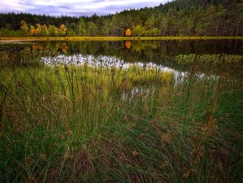 Reflection of trees in lake