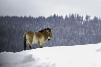 View of a dog on snow covered land