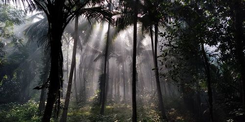 Sunlight streaming through trees in forest