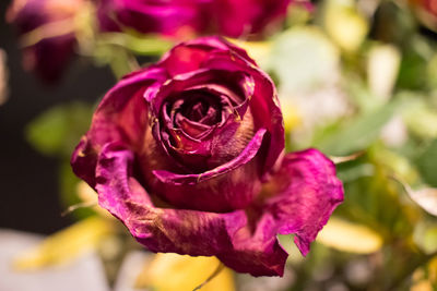 Close-up of rose blooming outdoors