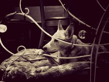 Close-up of a dog resting
