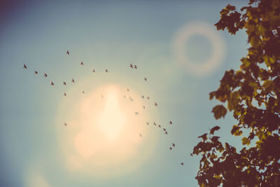 Low angle view of birds flying in sky