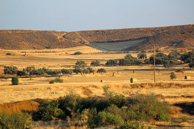 Scenic view of field against clear sky