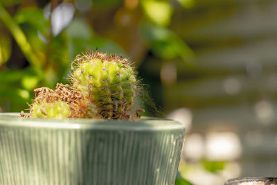 Close-up of succulent plant